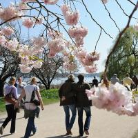 1190_2640 Spazierengehen in Hamburg an der Alster zur Zeit der Kirschblüte | 